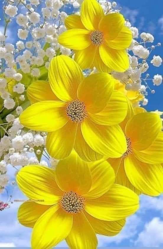 good morning flowers pictures for whatsapp