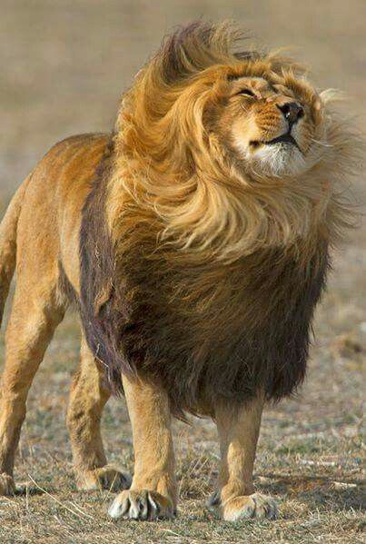 lion whatsapp dp