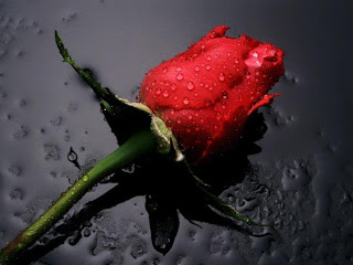 rose profile pictures dp for whatsapp facebook