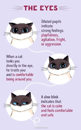 Cats profile pictures