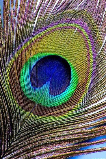 peacock feather, mayilpeeli, manjadikuru, appooppan thaadi