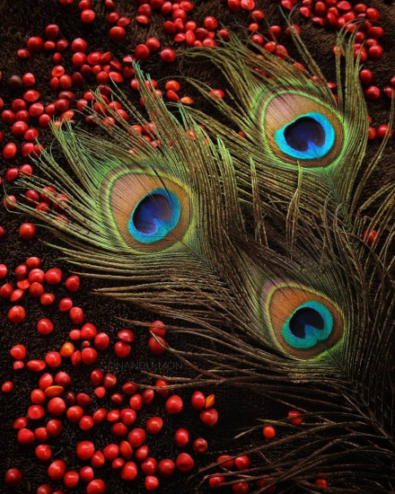 peacock feather, mayilpeeli, manjadikuru, appooppan thaadi