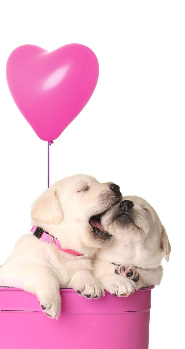 Puppy Valentines Day Pics