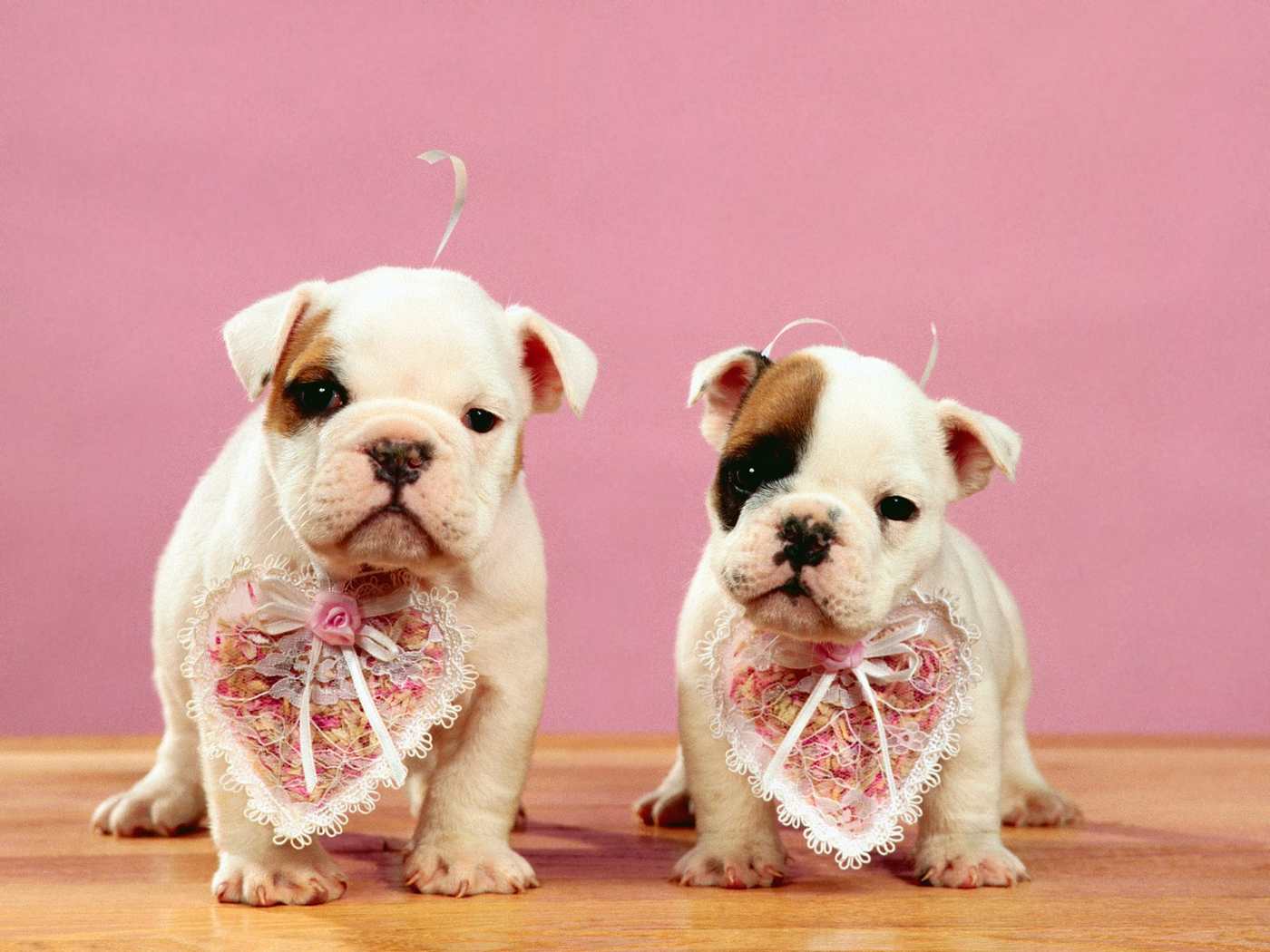 Puppy Valentines Day Pics